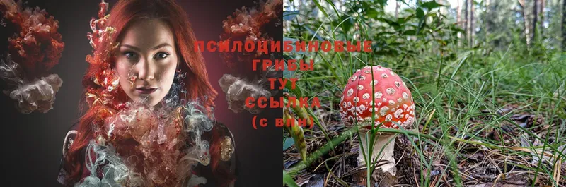 Галлюциногенные грибы Magic Shrooms  блэк спрут как войти  Амурск 